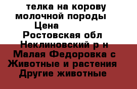 телка на корову молочной породы. › Цена ­ 40 000 - Ростовская обл., Неклиновский р-н, Малая Федоровка с. Животные и растения » Другие животные   